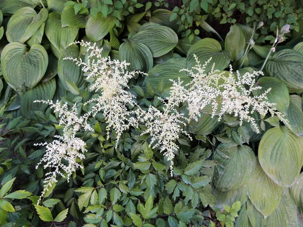 Inflorescencia apical blanca Astilbe, saxifraje familiar Imágenes de stock libres de derechos