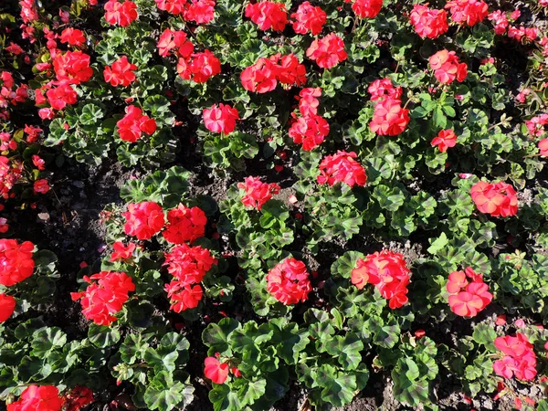 Pelargonio zonale (Pelargonium zonale), famiglia Geranio — Foto Stock