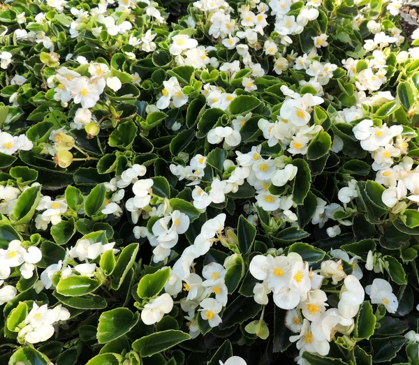 Vit någonsin blommande begonia (Begonia semperflorens), familjen begoniaväxter, på sängen — Stockfoto