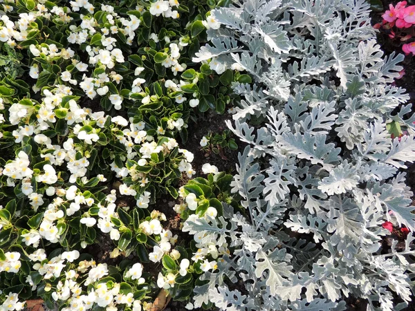 Ständigt blommande begonia (Begonia semperflorens) och cineraria (Cineraria maritima) på blomsterrabatt — Stockfoto