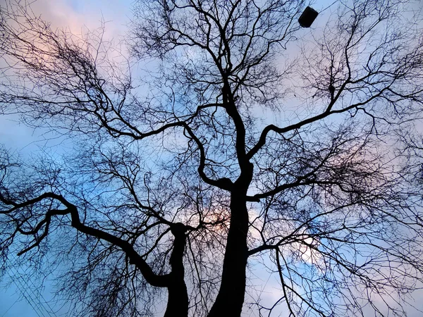 Árbol seco contra el cielo nocturno — Foto de Stock