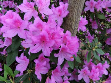 Japon ormangülü (Rhododendron japonicum)