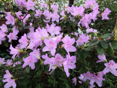 Japon ormangülü (Rhododendron japonicum)