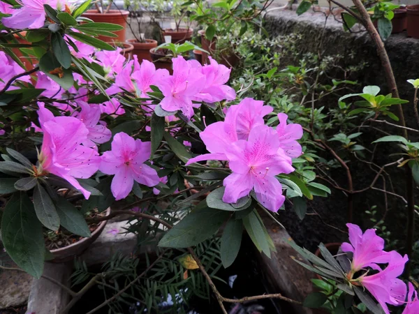 Рододендрон японский (Rhododendron japonicum ) — стоковое фото