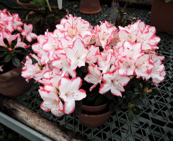 Japonské pěnišník (Rhododendron japonicum) — Stock fotografie