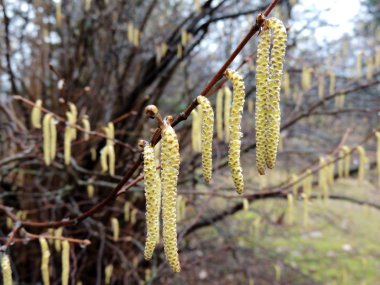 Çiçekli ortak fındık (Corylus avellana)