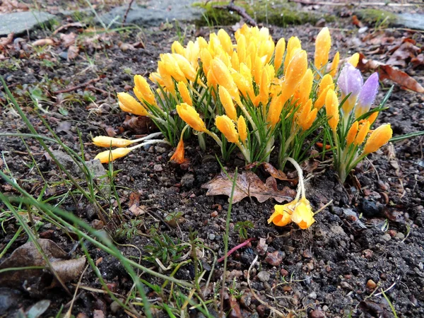 Žluté krokusy kvetoucí brzy na jaře — Stock fotografie