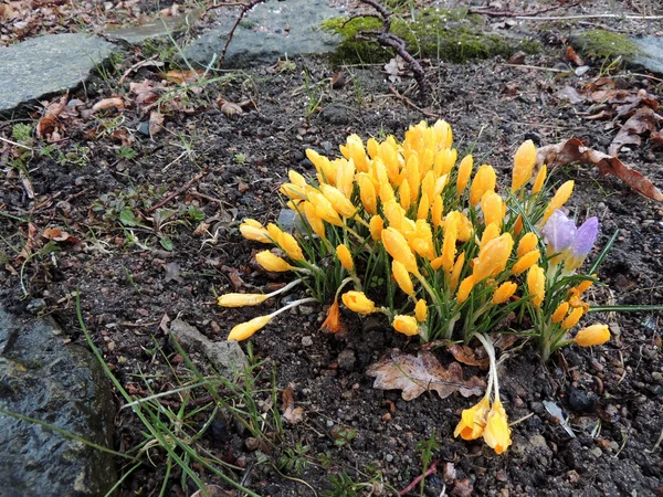 Sarı çiğdem erken ilkbaharda çiçek açan — Stok fotoğraf