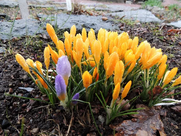 Crocus amarillo floreciente a principios de primavera — Foto de Stock