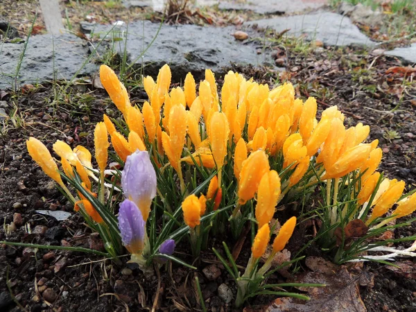 Crocus amarillo floreciente a principios de primavera — Foto de Stock
