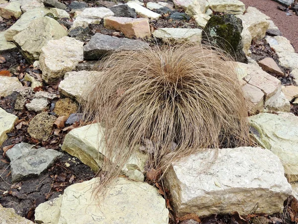 Dry bush cereal Helictotrichon sempervirens — Stock Photo, Image