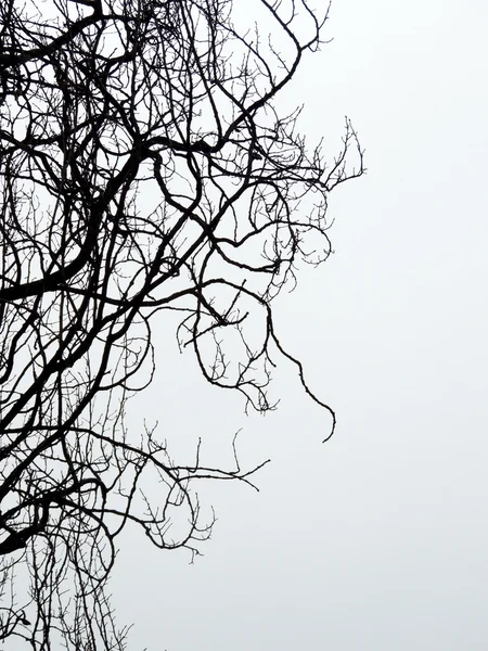 Ağaç dalları gökyüzüne karşı. Arka ışık — Stok fotoğraf