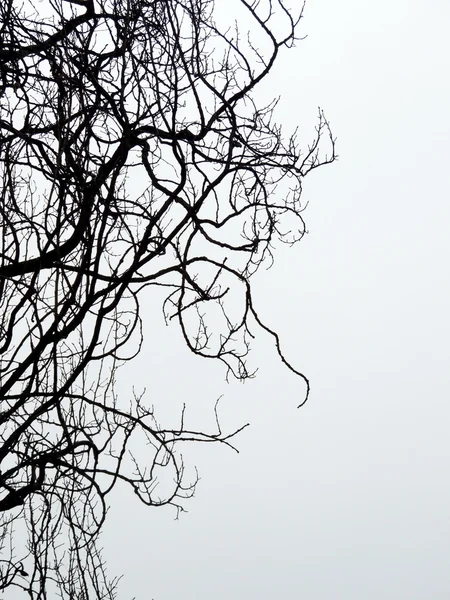 Äste gegen den Himmel. Gegenlicht — Stockfoto