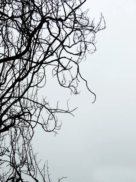 Κλαδιά δέντρων ενάντια στον ουρανό. Οπίσθιος φωτισμός — Φωτογραφία Αρχείου