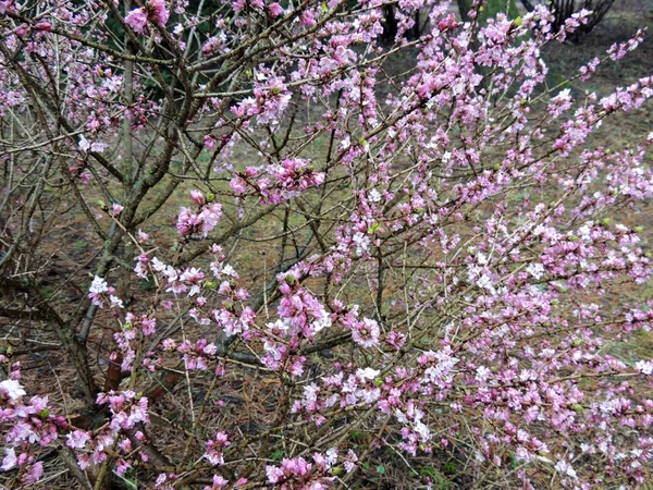 Blooming daphne comum ou lobo bast (Daphne mezereum ) — Fotografia de Stock