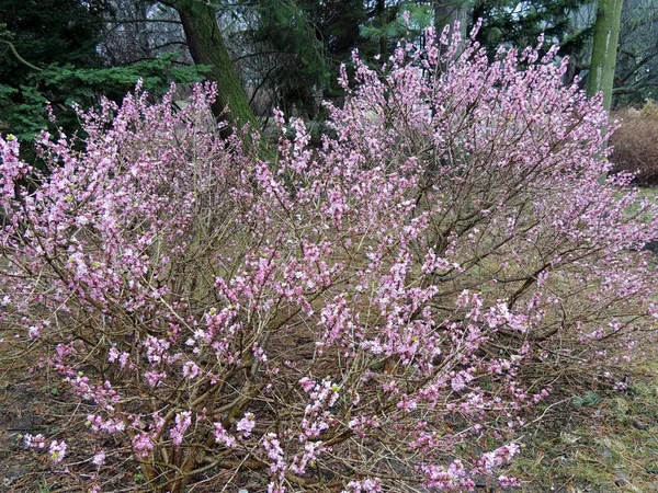 Blooming daphne comum ou lobo bast (Daphne mezereum ) — Fotografia de Stock