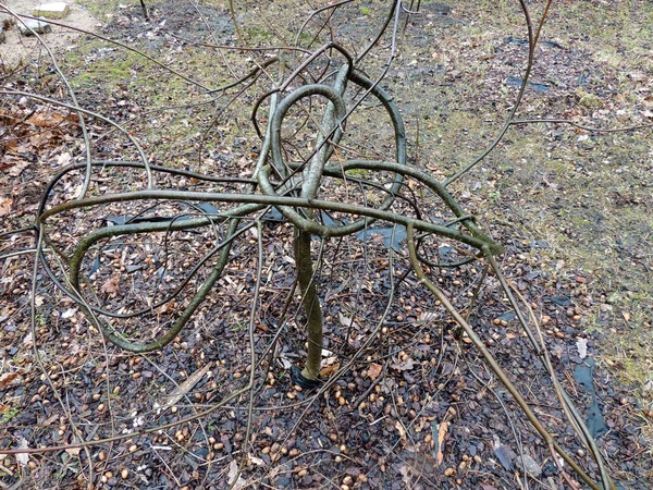 Tree with knotted branches — Stock Photo, Image