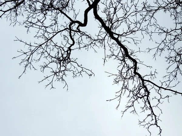 Ramas de árboles contra el cielo. Retroiluminación —  Fotos de Stock