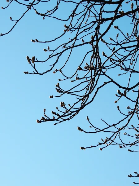 Kestane mavi gökyüzü karşı tomurcuklu dallarında — Stok fotoğraf