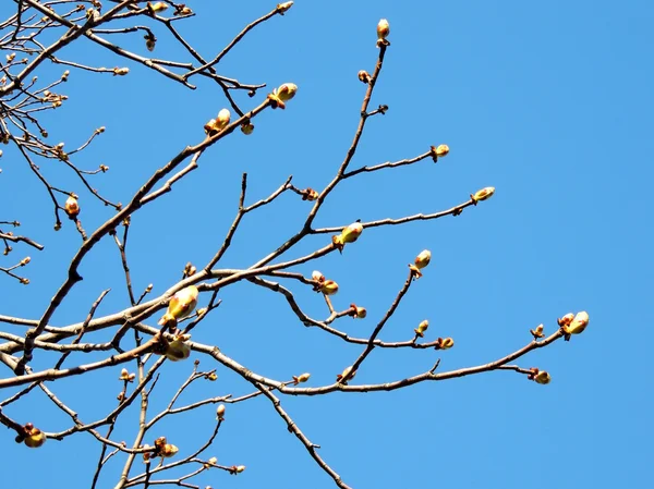 Branches de châtaignier avec des bourgeons contre le ciel bleu — Photo