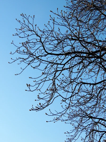 Ramos de castanha com botões contra o céu azul — Fotografia de Stock