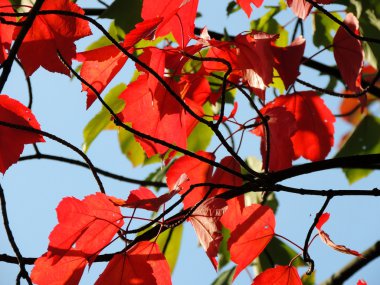 Kırmızı akçaağaç (Acer rubrum)