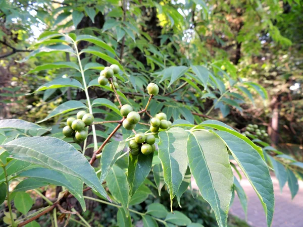 Foliage and green fruit Amur velvet, Phellodendron amurense — Stock Photo, Image