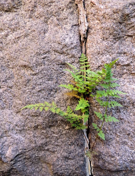 Granit döşeme arasında büyüyen eğrelti otları (Polypodiophyta), — Stok fotoğraf