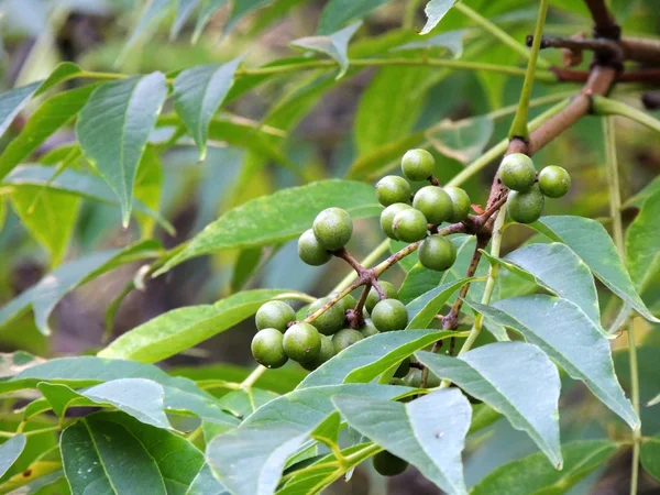 Folhagem e frutos verdes Amur veludo, Phellodendron amurense — Fotografia de Stock