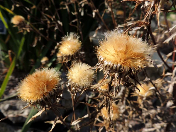 Dry Carlina fennica — Stockfoto