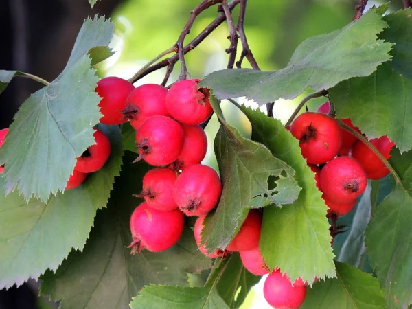 Frutta di biancospino (Crataegus oxyacantha ) — Foto Stock