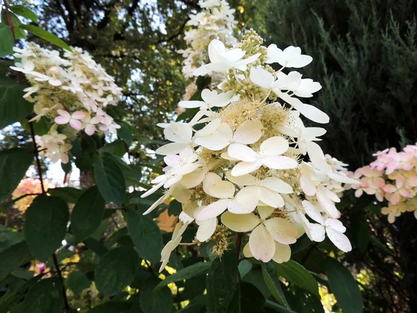 Arbusto da fiore Ortensia macrophylla — Foto Stock