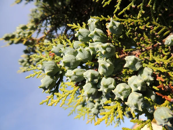 Platycladus east (Platycladus orientalis), семейство кипарисовых — стоковое фото