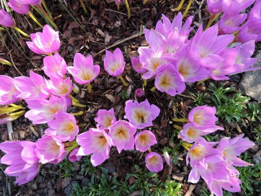 Narin çiçekler kolhikum çim bir arka plan üzerinde