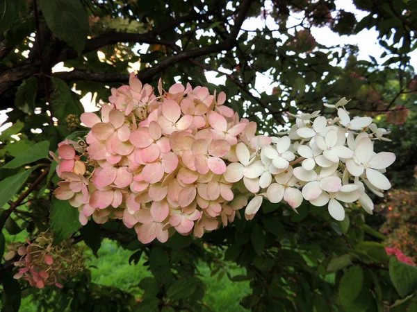 Arbustes en fleurs Hydrangea macrophylla — Photo