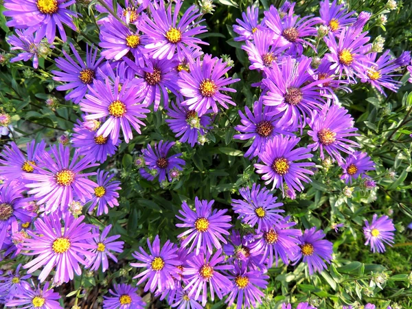 Aster İtalyan, aster amellus — Stok fotoğraf