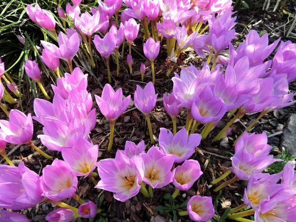 Delicate flowers kolhikum on a background of grass — Stock Photo, Image