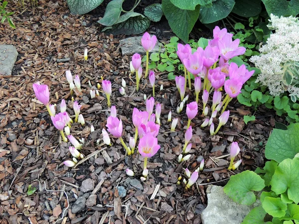Delicadas flores kolhikum sobre un fondo de hierba — Foto de Stock