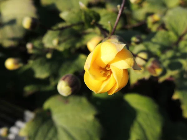 Flower Kirengeshoma Kirengeshoma Palmata — Stock Photo, Image