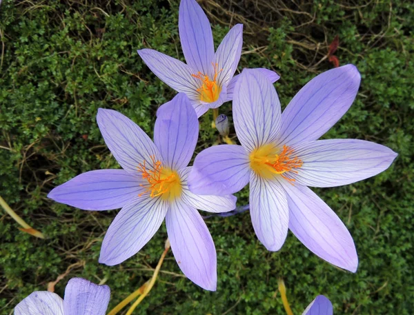 Delicadas flores kolhikum sobre un fondo de hierba — Foto de Stock