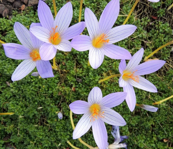 Delicadas flores kolhikum sobre un fondo de hierba — Foto de Stock
