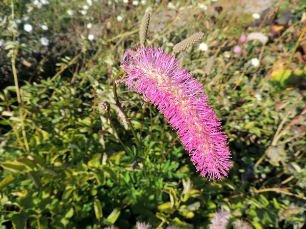 Avtrubbning burnet (Sanguisorba obtusa), familjen rosväxter — Stockfoto