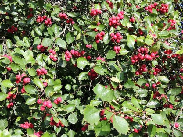 Frukterna av hagtorn (Crataegus oxyacantha) — Stockfoto