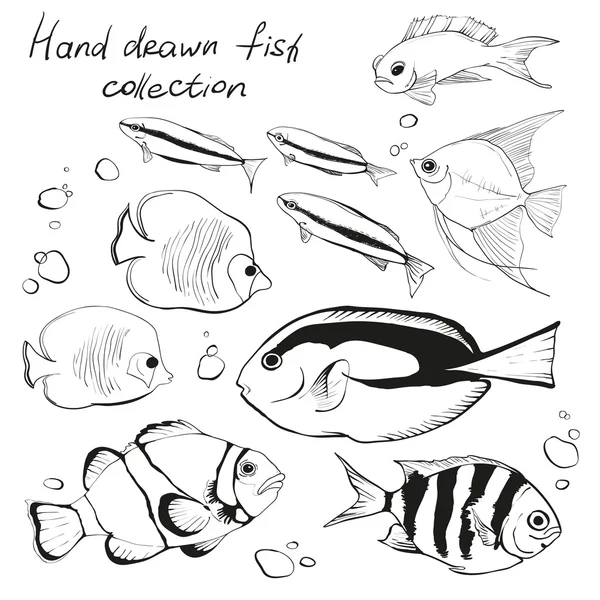 Conjunto desenhado à mão de peixes tropicais —  Vetores de Stock