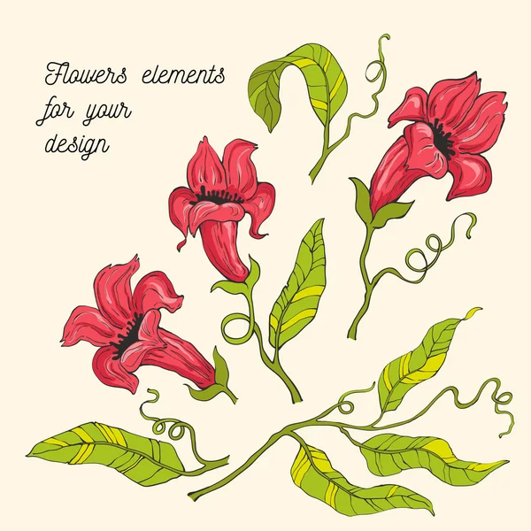 Elementos florales, dibujados a mano — Vector de stock