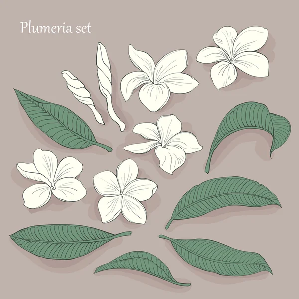 Witte plumeria, grote reeks — Stockvector