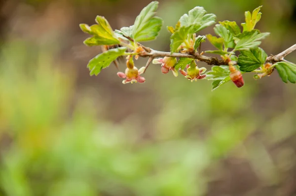 Groselha espinhosa florescente — Fotografia de Stock