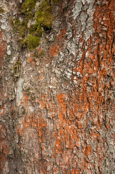 Tree bark texture — Stock Photo, Image