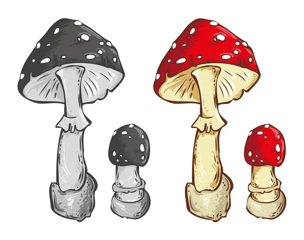 Fungo Amanita. Immagine a colori e in bianco e nero su bac bianco — Vettoriale Stock