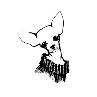 Chihuahua köpeği - vektör çizimi